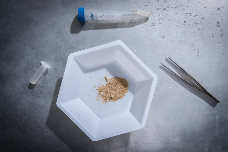 Crushed woolly mammoth bone used for DNA extraction.